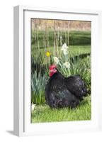 Rooster- (Breed- Black Mottled Cochin Bantam)-Lynn M^ Stone-Framed Photographic Print