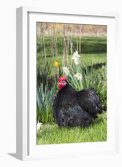 Rooster- (Breed- Black Mottled Cochin Bantam)-Lynn M^ Stone-Framed Photographic Print