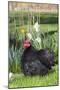 Rooster- (Breed- Black Mottled Cochin Bantam)-Lynn M^ Stone-Mounted Photographic Print