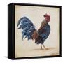 Rooster-C-Jean Plout-Framed Stretched Canvas