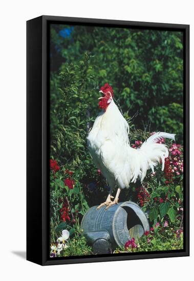 Rooster Crowing-Lynn M^ Stone-Framed Stretched Canvas