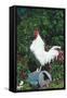 Rooster Crowing-Lynn M^ Stone-Framed Stretched Canvas