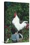 Rooster Crowing-Lynn M^ Stone-Stretched Canvas