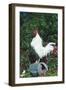 Rooster Crowing-Lynn M^ Stone-Framed Photographic Print