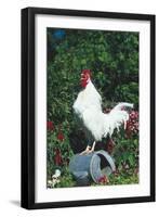 Rooster Crowing-Lynn M^ Stone-Framed Photographic Print