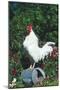 Rooster Crowing-Lynn M^ Stone-Mounted Photographic Print