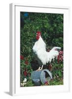 Rooster Crowing-Lynn M^ Stone-Framed Photographic Print