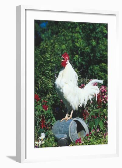 Rooster Crowing-Lynn M^ Stone-Framed Photographic Print