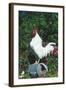 Rooster Crowing-Lynn M^ Stone-Framed Photographic Print