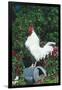 Rooster Crowing-Lynn M^ Stone-Framed Photographic Print