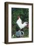 Rooster Crowing-Lynn M^ Stone-Framed Photographic Print