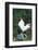 Rooster Crowing-Lynn M^ Stone-Framed Photographic Print