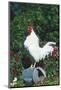 Rooster Crowing-Lynn M^ Stone-Mounted Photographic Print