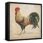 Rooster-D-Jean Plout-Framed Stretched Canvas