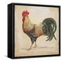 Rooster-D-Jean Plout-Framed Stretched Canvas