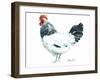 Rooster D-Marietta Cohen Art and Design-Framed Giclee Print