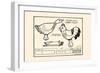 Rooster-Duck Worm Fight-Michael C. Dank-Framed Art Print