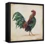 Rooster-I-Jean Plout-Framed Stretched Canvas