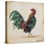 Rooster-I-Jean Plout-Stretched Canvas