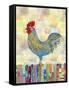 Rooster on a Fence II-Ingrid Blixt-Framed Stretched Canvas