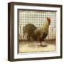 Rooster on Damask I-Dan Meneely-Framed Art Print