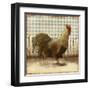 Rooster on Damask I-Dan Meneely-Framed Art Print