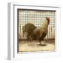 Rooster on Damask I-Dan Meneely-Framed Art Print
