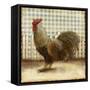 Rooster on Damask II-Dan Meneely-Framed Stretched Canvas