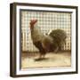 Rooster on Damask II-Dan Meneely-Framed Art Print