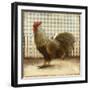 Rooster on Damask II-Dan Meneely-Framed Art Print