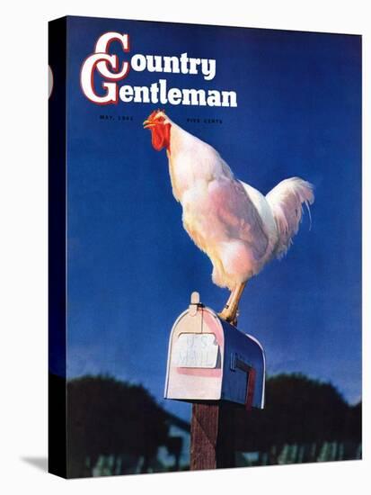 "Rooster on Mailbox," Country Gentleman Cover, May 1, 1941-null-Stretched Canvas