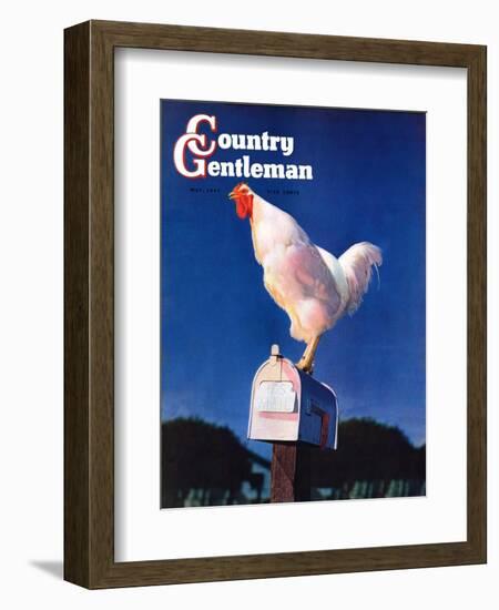 "Rooster on Mailbox," Country Gentleman Cover, May 1, 1941-null-Framed Giclee Print