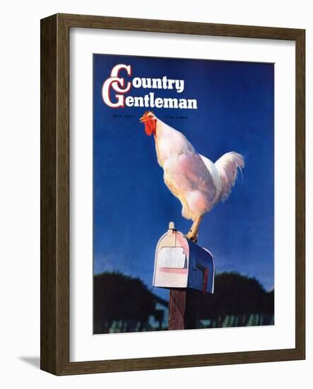 "Rooster on Mailbox," Country Gentleman Cover, May 1, 1941-null-Framed Giclee Print