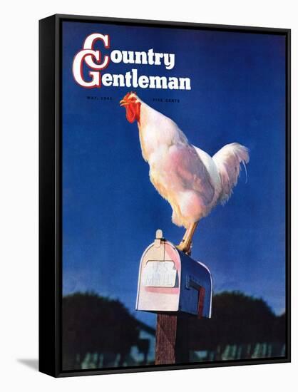 "Rooster on Mailbox," Country Gentleman Cover, May 1, 1941-null-Framed Stretched Canvas