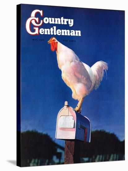 "Rooster on Mailbox," Country Gentleman Cover, May 1, 1941-null-Stretched Canvas