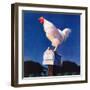 "Rooster on Mailbox,"May 1, 1941-null-Framed Giclee Print