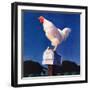 "Rooster on Mailbox,"May 1, 1941-null-Framed Giclee Print