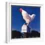 "Rooster on Mailbox,"May 1, 1941-null-Framed Giclee Print