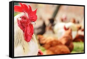 Rooster on Traditional Free Range Poultry Farm-monticello-Framed Stretched Canvas