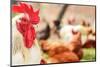 Rooster on Traditional Free Range Poultry Farm-monticello-Mounted Photographic Print