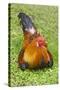 Rooster, Palau-Keren Su-Stretched Canvas