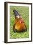 Rooster, Palau-Keren Su-Framed Photographic Print