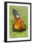 Rooster, Palau-Keren Su-Framed Photographic Print