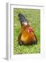Rooster, Palau-Keren Su-Framed Photographic Print