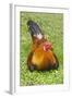 Rooster, Palau-Keren Su-Framed Photographic Print