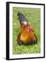 Rooster, Palau-Keren Su-Framed Photographic Print