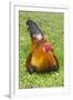 Rooster, Palau-Keren Su-Framed Photographic Print