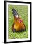 Rooster, Palau-Keren Su-Framed Photographic Print