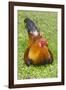 Rooster, Palau-Keren Su-Framed Photographic Print