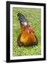 Rooster, Palau-Keren Su-Framed Photographic Print